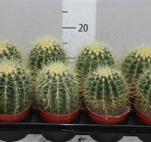 111